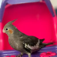طوطی عروس جوجه