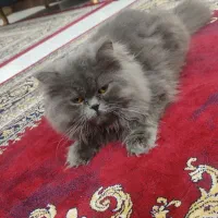 گربه بریتیش لانگ هیر