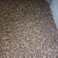 حیوانات مزرعه|حیوانات مزرعه|دهدشت, |دیوار