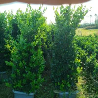 لاوسون یاس هلندی شمشاد کاج