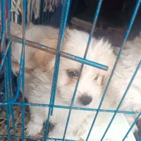 ۳ تاتوله ماده الان ۵ماهه هستن