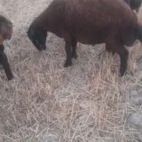 بره نر