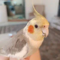 عروس هلندی گمشده