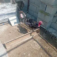 سلام  دوستان دو عدد بوقلمون