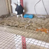 ماده طوقی سیاه|پرنده|صابری, |دیوار