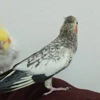 عروس هلندی ماده|پرنده|حویق, |دیوار