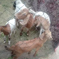 بزپاکستانی دقلوزابادوتاکره نرماده وگیسه فروش فوری