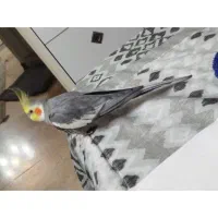 عروس هلندی|پرنده|کهریزک, |دیوار