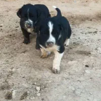 توله سگ قدرجونی|سگ|اصفهان, سرشبادران|دیوار