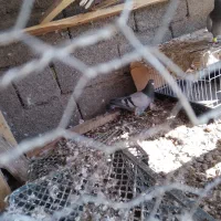 کبوتر ساعتی و ذات دار|پرنده|رامیان, |دیوار