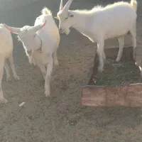 بزسانن خالص دورگ|حیوانات مزرعه|درمیان, |دیوار