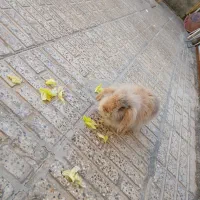 خر گوش خارجی|موش و خرگوش|خمینیشهر, |دیوار