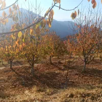 هرس باغات زیر نظر مهندس حسینی|خدمات باغبانی و درختکاری|محمدیه-قزوین, |دیوار