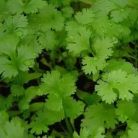 گشنیز خارجی