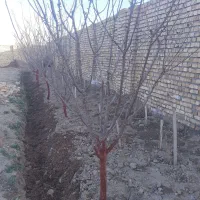 هرس درختان میوه وغیره مسمر وباغ انگوربه روش مهندسی|خدمات باغبانی و درختکاری|نیشابور, شهرک قدس|دیوار