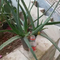 گل آلوئه ورا بزرگ و کوچک ارزان (فروش یا معاوضه)|گل و گیاه طبیعی|قم, زنبیل آباد|دیوار