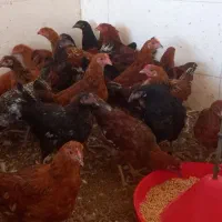 مرغ و خروس نیمچه محلی|حیوانات مزرعه|گالیکش, |دیوار