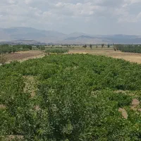 فروش-باغ-انگوری-قطره-ای