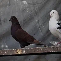 کفتر قرمز
