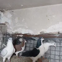 چهار تا ساده خوشگل همه نر