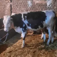 فروش ۴ تا گوساله درجه یک|حیوانات مزرعه|نهاوند, |دیوار