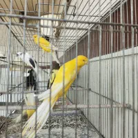 قناری رسمی بلند ماده|پرنده|باغستان, |دیوار