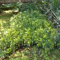 فروش شمشادهای طلایی یا ابلق، همیشه سبز، سیکاس و.|گل و گیاه طبیعی|نشتارود, |دیوار