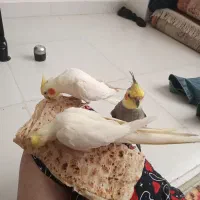 گم‌شدن پرنده