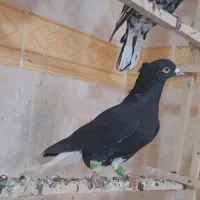 کبوتر رنگی پرشی|پرنده|ضیاء آباد, |دیوار