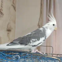 عروس هلندی مولد