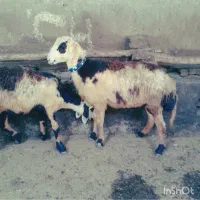 فروش سه تا بره قوچ پلنگی