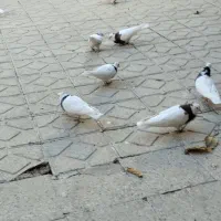 تعداد 17تا کبوتر طوقی|پرنده|یاسوج, |دیوار