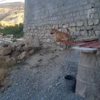 یک‌عددسگ‌گوسفندی‌آدمی
