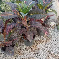 گل،گلدان،حراج|گل و گیاه طبیعی|مرودشت, فاز دوم شهرک فرهنگیان|دیوار