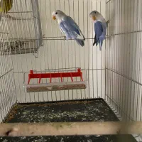جوجه کوتوله ۴ ماه
