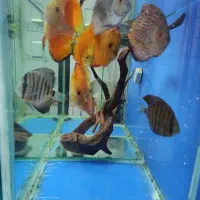 آکواریوم دیسکس|ماهی|خرم‌آباد, |دیوار