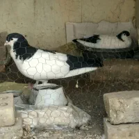 جفتگاه خال دم سیاه