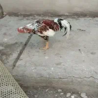 خروس لاری معاوضه با پرنده مرغ
