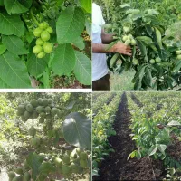 نهالستان (اشکان حمیدوند)|خدمات باغبانی و درختکاری|نهاوند, |دیوار