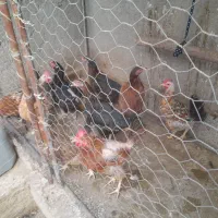 مرغ فروشی|حیوانات مزرعه|نهبندان, |دیوار