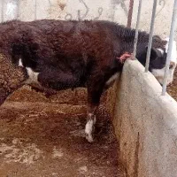 گاو و گوساله