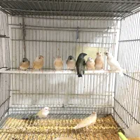 جوجه فنچ گلدین