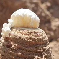 آنغوزه و‌آنچه که بایداز آن بدانید (مشاوره رایگان)