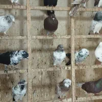 کبوتر پروازی|پرنده|لنگرود, |دیوار