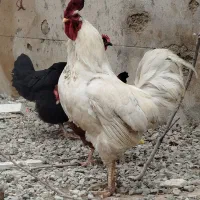 مرغ محلی تخم گذار