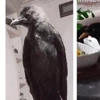 مرغ مینا سخنگو|پرنده|گرگان, |دیوار