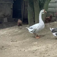 غوغاز|حیوانات مزرعه|لنگرود, |دیوار