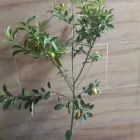 درختچه کامکوات با تخفیف ویژه 650000