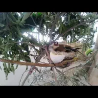 سرنا معاوضه با سهره