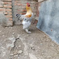 خروس برهما اصل|حیوانات مزرعه|گمیشان, |دیوار